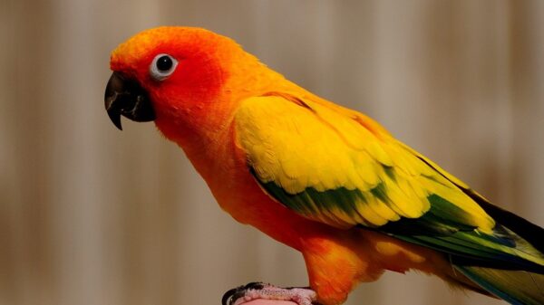 Red Conure Birds for sale