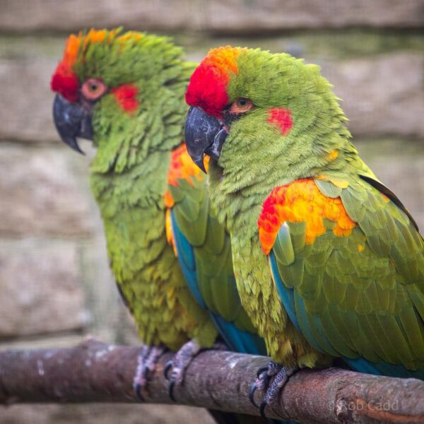 Red Front Macaw Parrots - Image 3