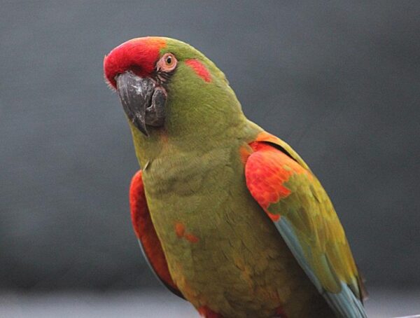 Red Front Macaw Parrots - Image 4