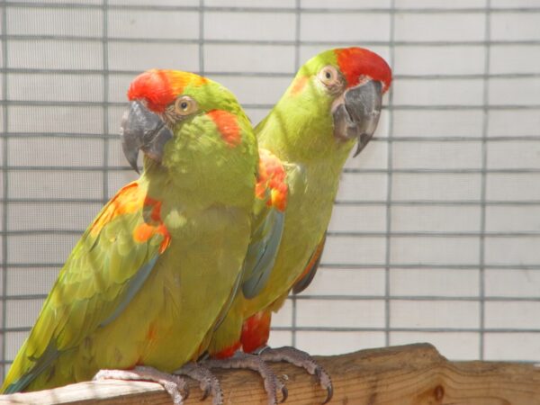 Red Front Macaw Parrots