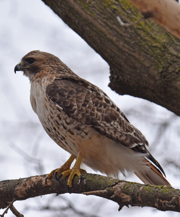 Red tailed Hawk