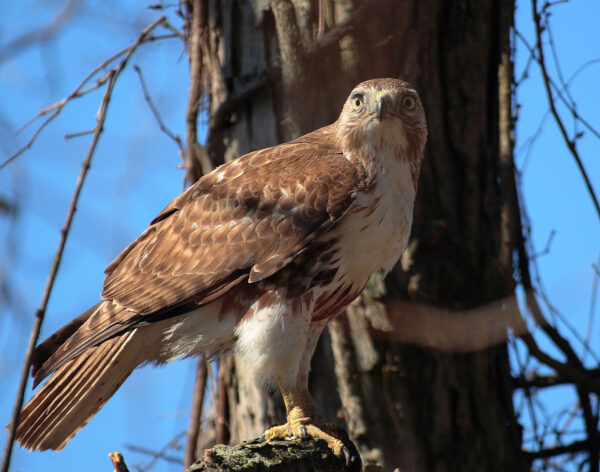 Red tailed Hawk - Image 2