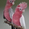 Rose Breasted Cockatoo Parrots - Image 2