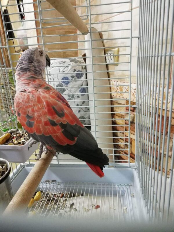 Sarasota-Red Factor African Grey Parrot - Image 3