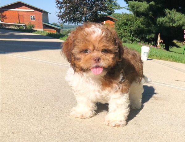 Shih Tzu Puppies For Sale - Image 4