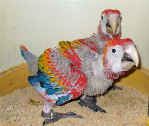 Baby Scarlet Macaw Chicks - Image 3