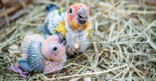 Baby Scarlet Macaw Chicks - Image 4