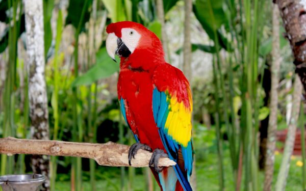 Scarlet Macaw parrots