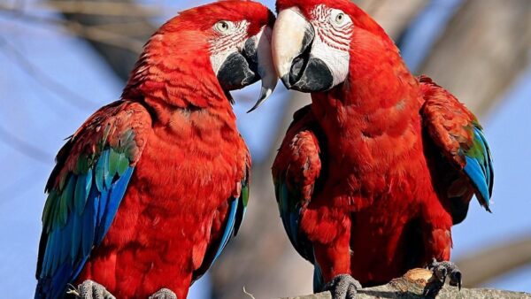 Scarlet Macaw parrots - Image 2