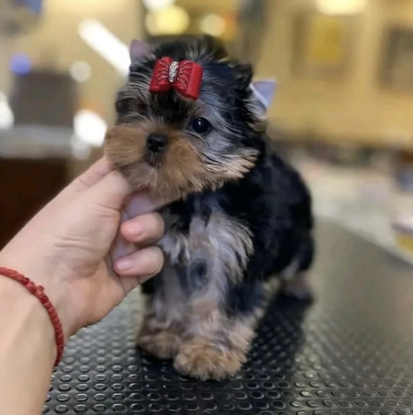 Female Teacup Yorkie Puppies - Image 2