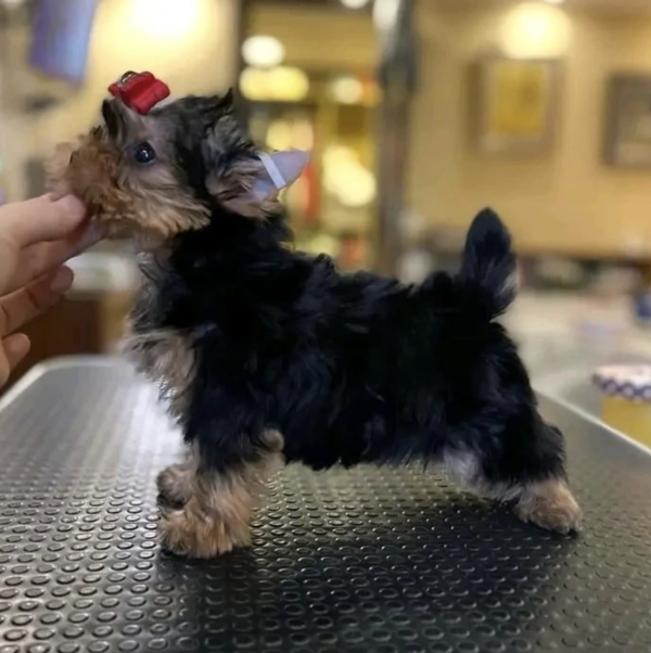 Male T-cup Yorkie puppies - Image 2