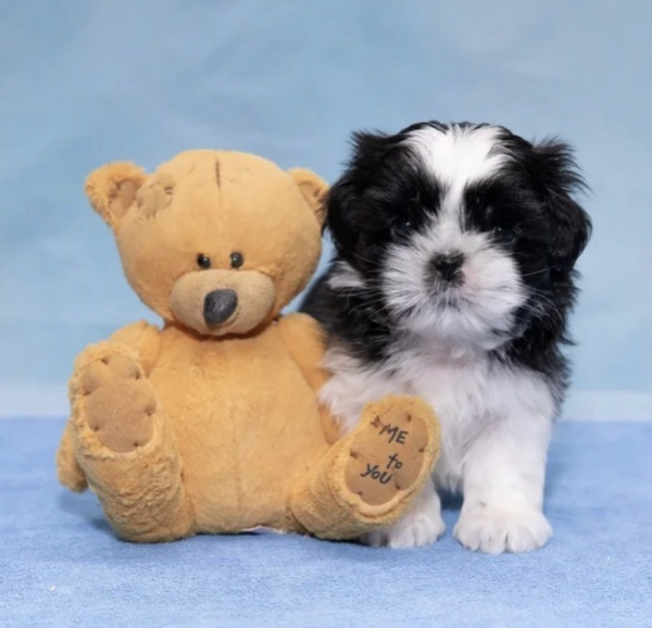 Female Shih Tzu Puppy