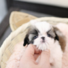 Female Shih Tzu Puppy - Image 3