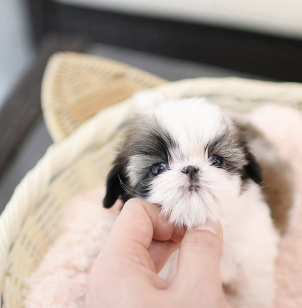 Female Shih Tzu Puppy - Image 3