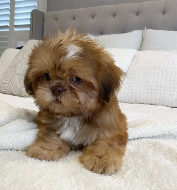 Male Shih Tzu puppy - Image 2