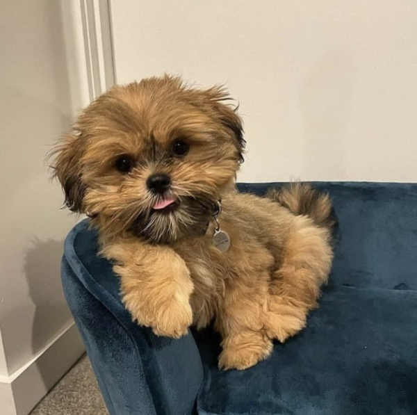 Male Shih Tzu puppy