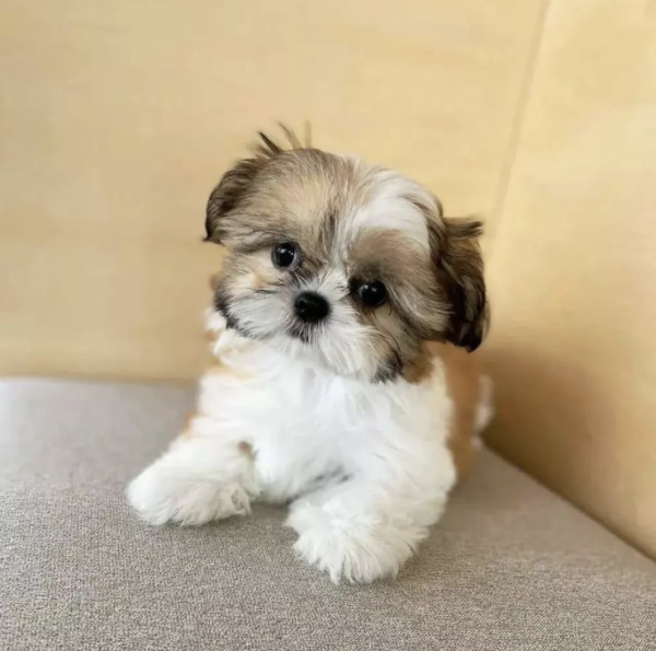 Male Shih Tzu Puppy - Image 2