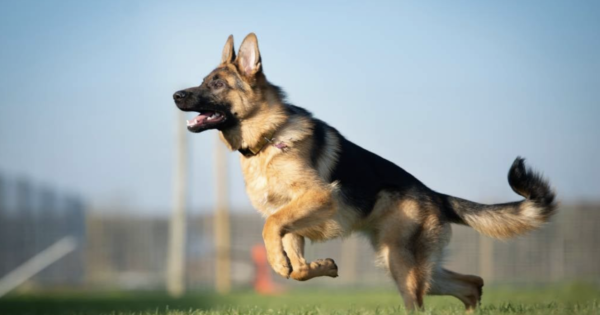 Male German Shepherd Puppy