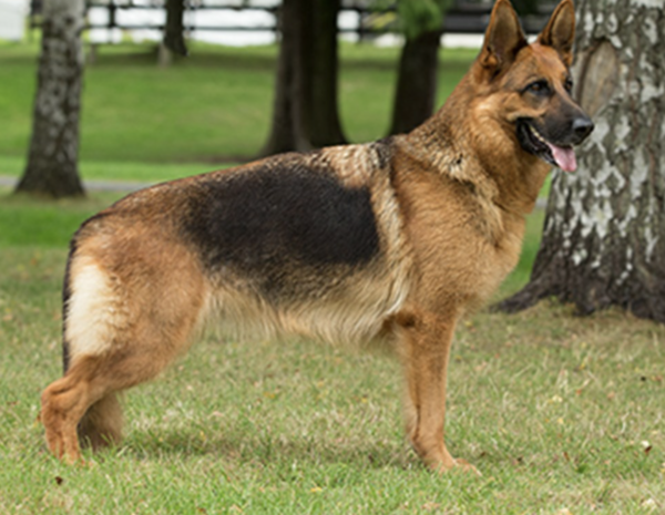 Male German Shepherd Puppies