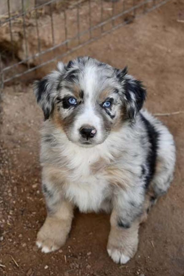 Male and Female Aussie Puppies - Image 2