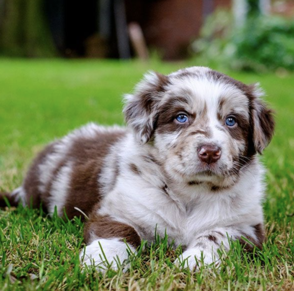 Adorable Australian Shepherd Puppy - Image 2