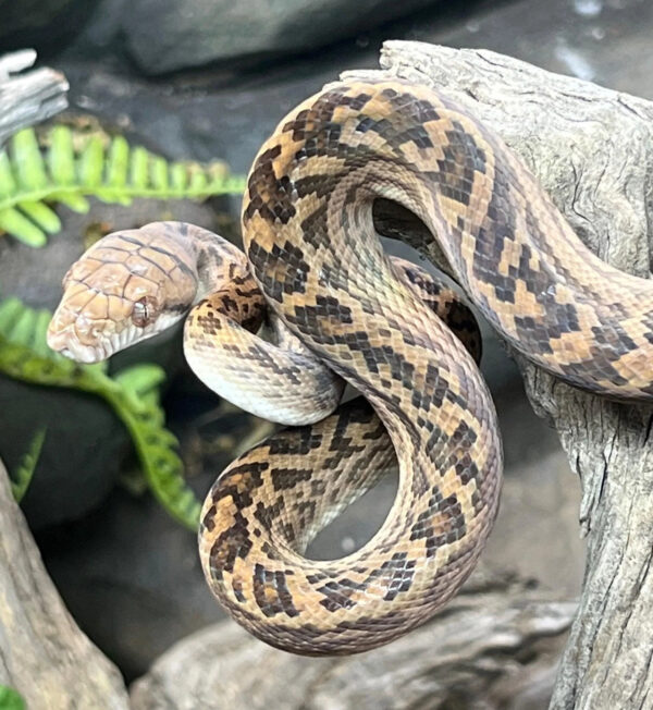 Scrub Pythons - Image 2