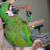 Severe Macaw Parrots
