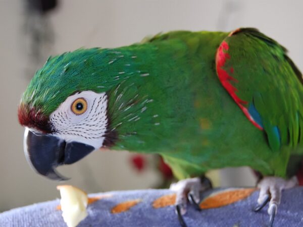 Severe Macaw Parrots - Image 2