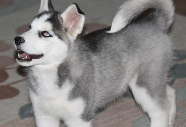 Female Siberian Husky Puppy - Image 2