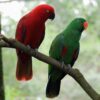 Solomon Island Eclectus birds - Image 3