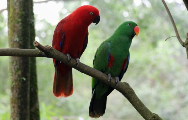 Solomon Island Eclectus birds - Image 3