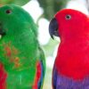 Solomon Island Eclectus birds - Image 4