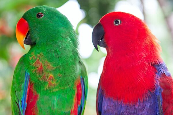 Solomon Island Eclectus birds - Image 4