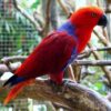 Solomon Island Eclectus birds - Image 5