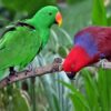 Solomon Island Eclectus birds