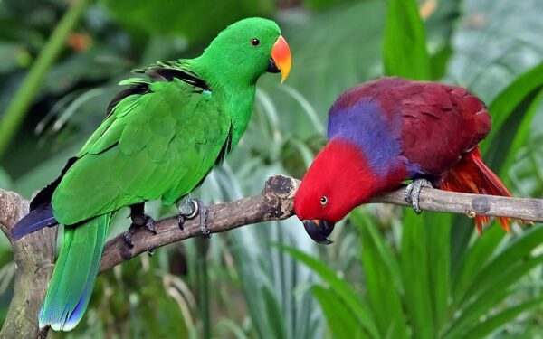 Solomon Island Eclectus birds