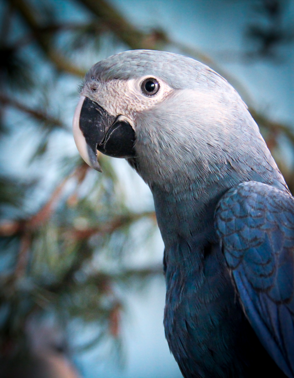 Spix’s Macaw Parrots - Image 3