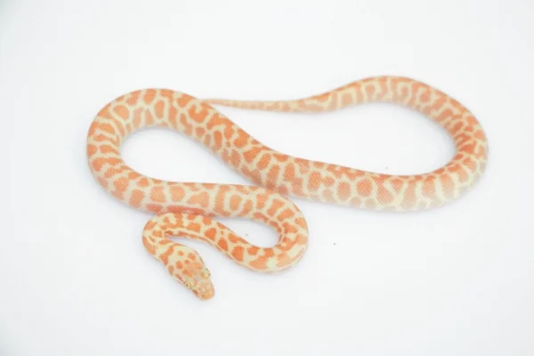 Stimsons Pythons T+ Albino