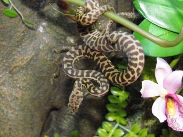 Stimsons Pythons - Image 3