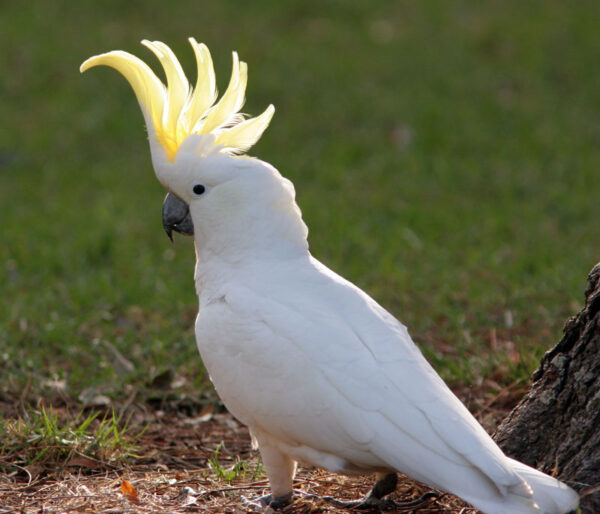 Sulphur Crested Cockatoo Parrot