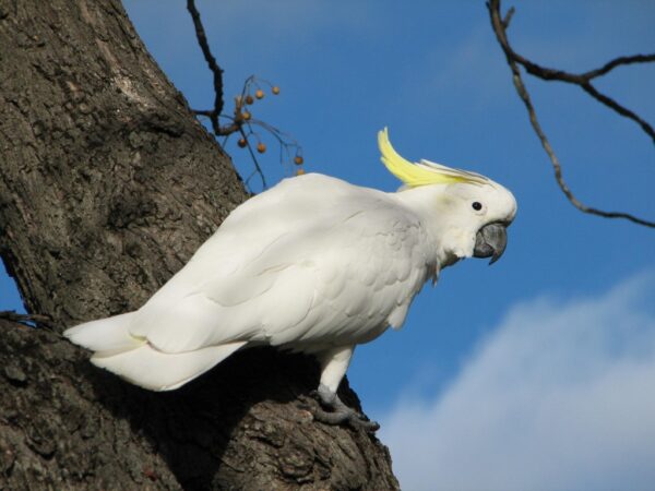 Sulphur Crested Cockatoo Parrot - Image 2