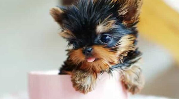 Female T-cup Yorkie Puppies - Image 2