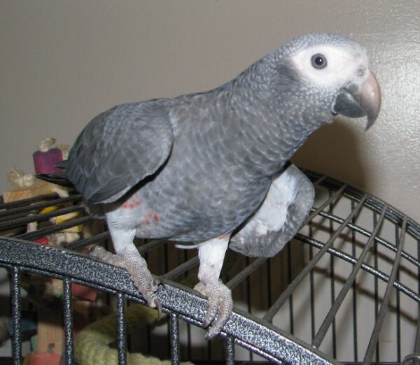 Timneh African Grey Parrots - Image 2