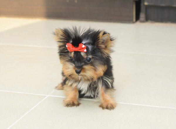 Male Teacup Yorkie Puppy - Image 2