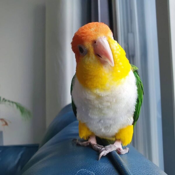 White Bellied Caiques Parrot - Image 4