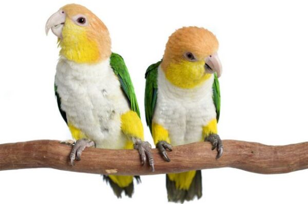 White Bellied Caiques Parrot