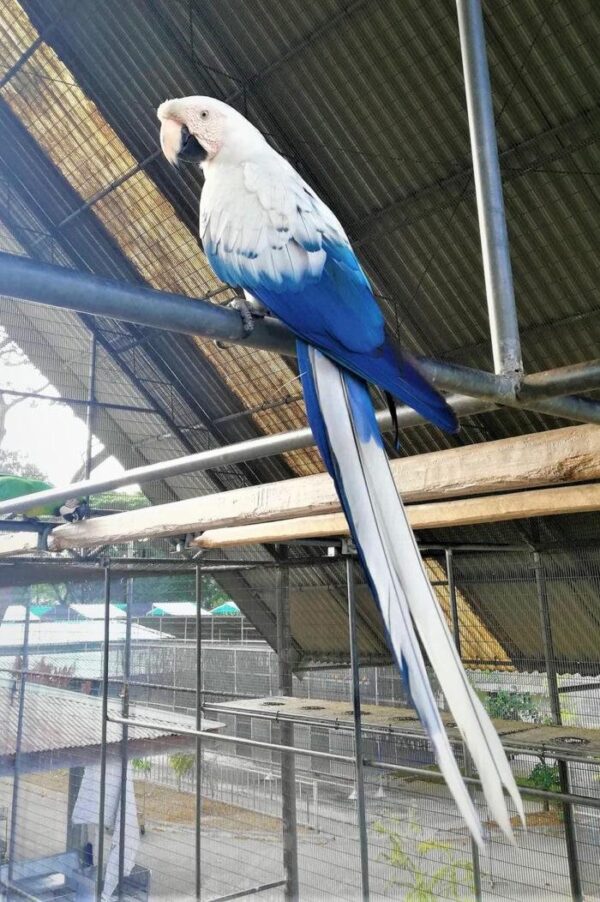 White Scarlet Macaw Parrots