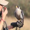 Winged Predators Falcon for sale