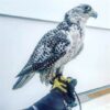 Winged Predators Falcon for sale - Image 2