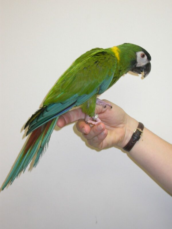 Yellow Collar Macaw Parrots